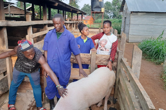 certificate in Dairy production and Business Management